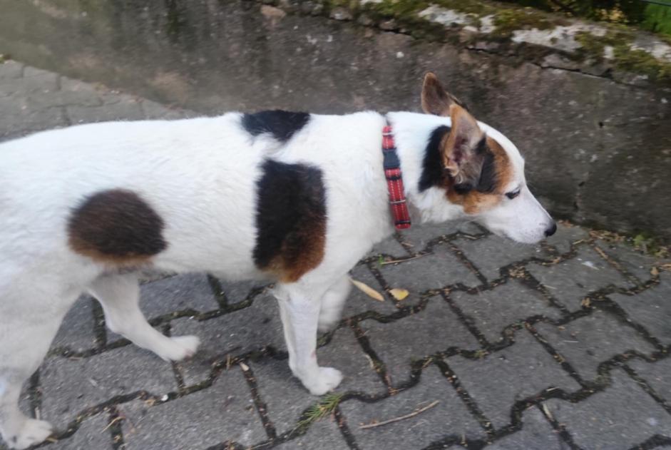 Avviso Ritrovamento Cane incrocio di razze Maschio Sélestat Francia